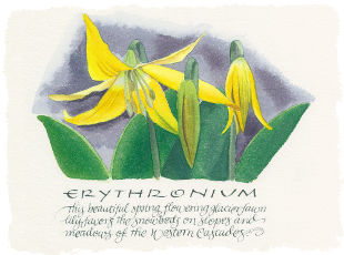 Erythruniom