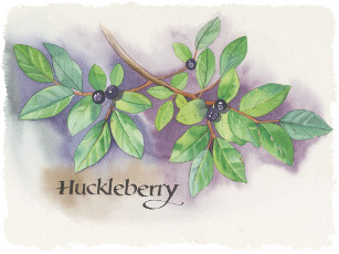 Huckleberry