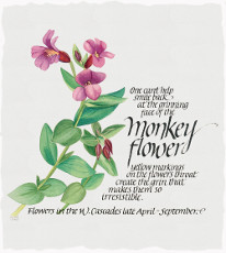 Monkey Flower