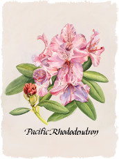 Pacific Rhodedendron